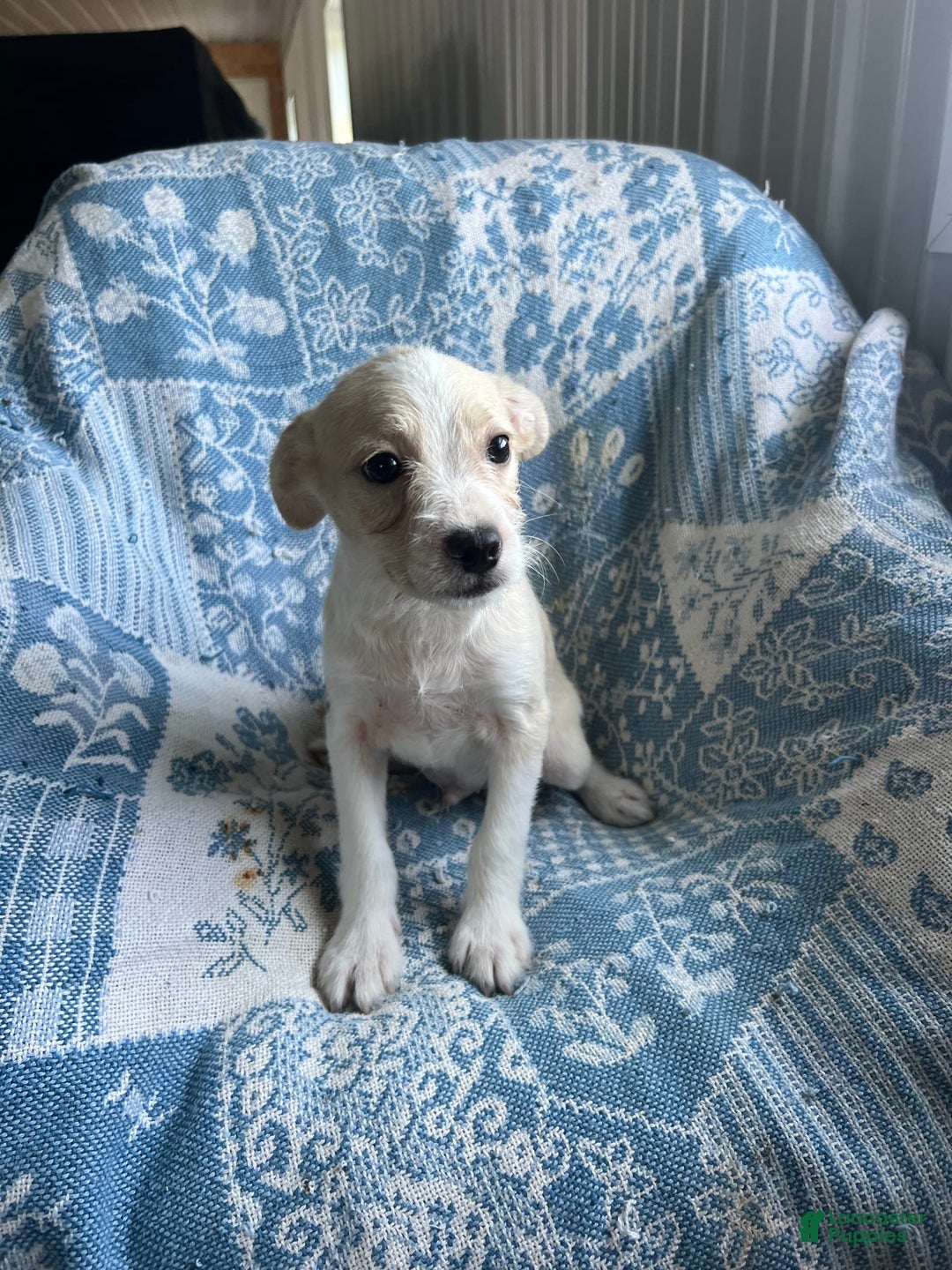 Boston Terrier dogs for sale: Walter - Image 4