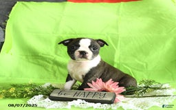 Boston Terrier dogs for sale: Lucky - Image 1