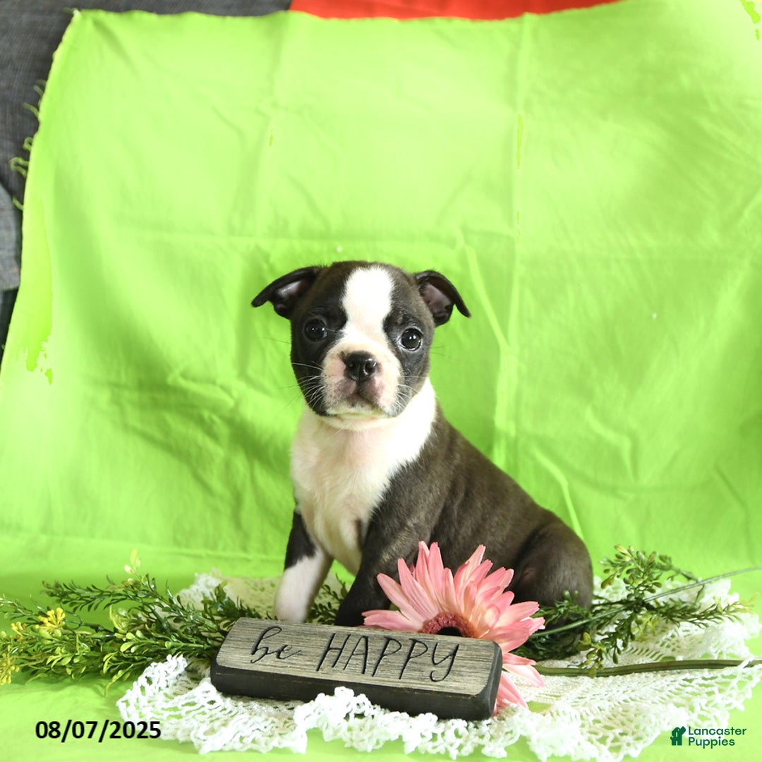 Boston Terrier dogs for sale: Lucky - Image 1