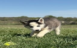 Siberian Husky dogs for sale: Nova Female 4 - Image 4