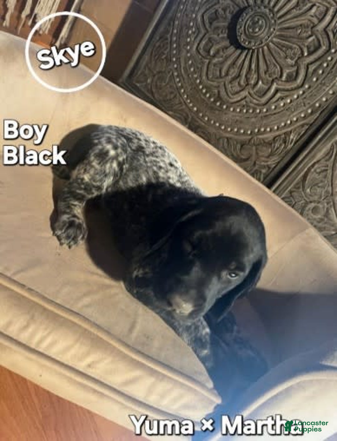 German Shorthaired Pointer dogs for sale: Skye - Image 1