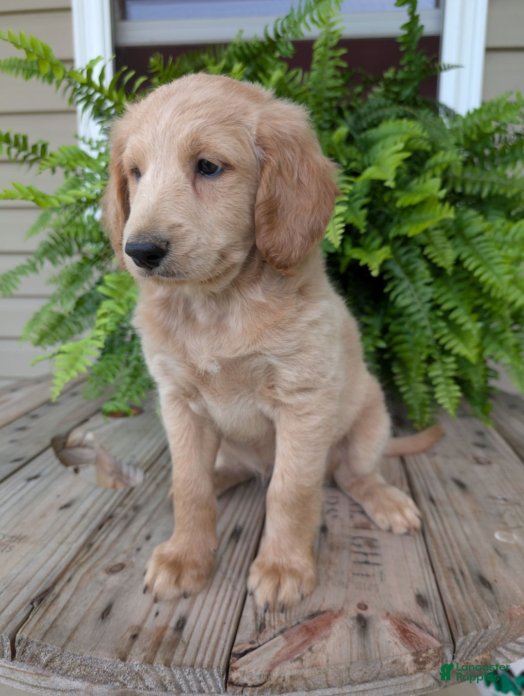 Goldendoodle dogs for sale: Bella - Image 32