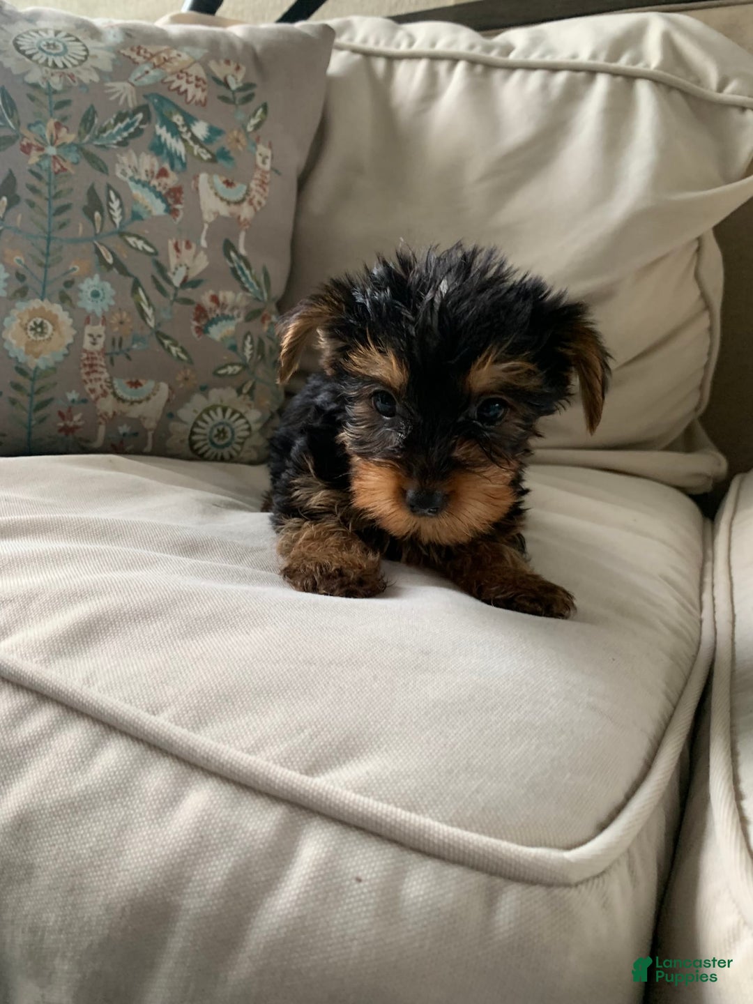 Yorkshire Terrier dogs for sale: Cash - Image 12