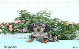 Miniature Dachshund dogs for sale: Nico - Image 1