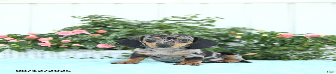 Nico
