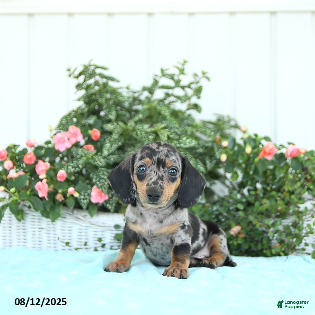 Miniature Dachshund dogs for sale: Nico - Image 1