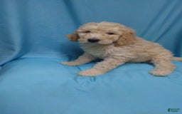 Goldendoodle dogs for sale: Dusty - Image 2