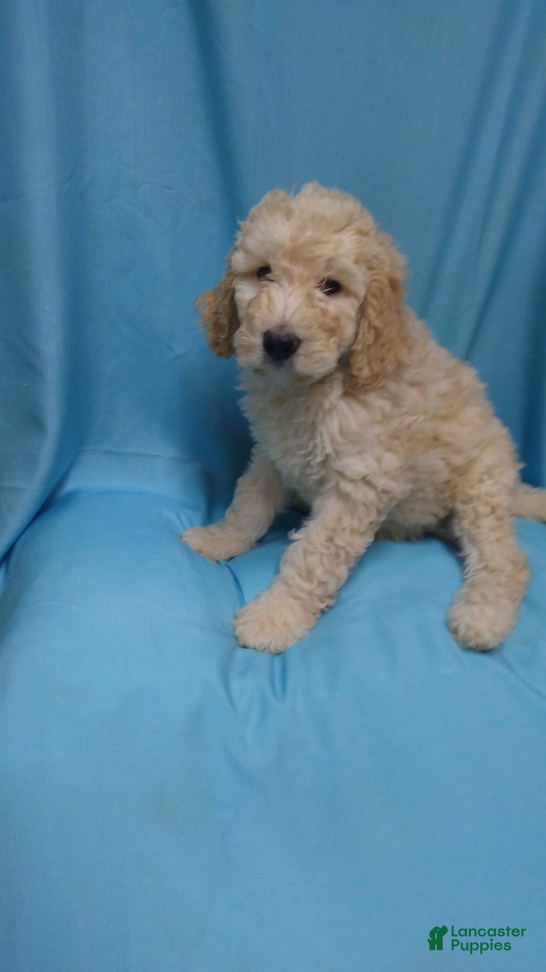 Goldendoodle dogs for sale: Dusty - Image 2