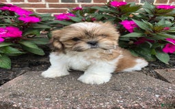 Shih Tzu dogs for sale: Lizzie - Image 8