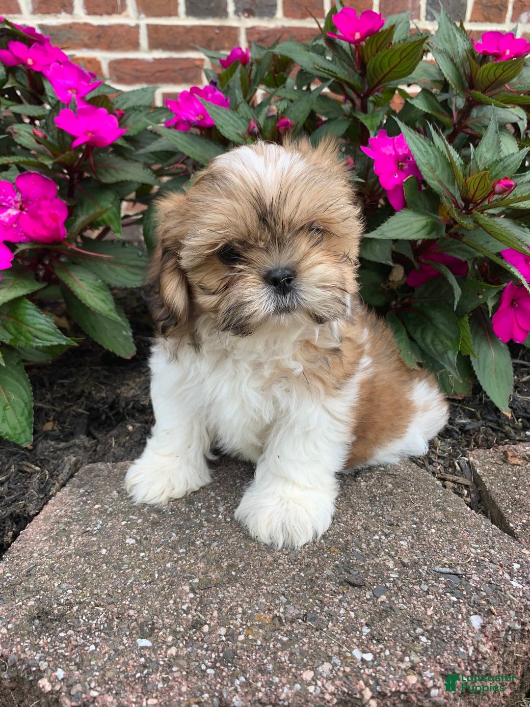 Shih Tzu dogs for sale: Lizzie - Image 8