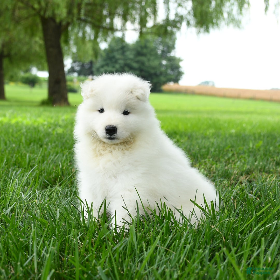 Samoyed dogs for sale: Goldie - Image 3