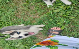 Siberian Husky dogs for sale: Mary - Image 13