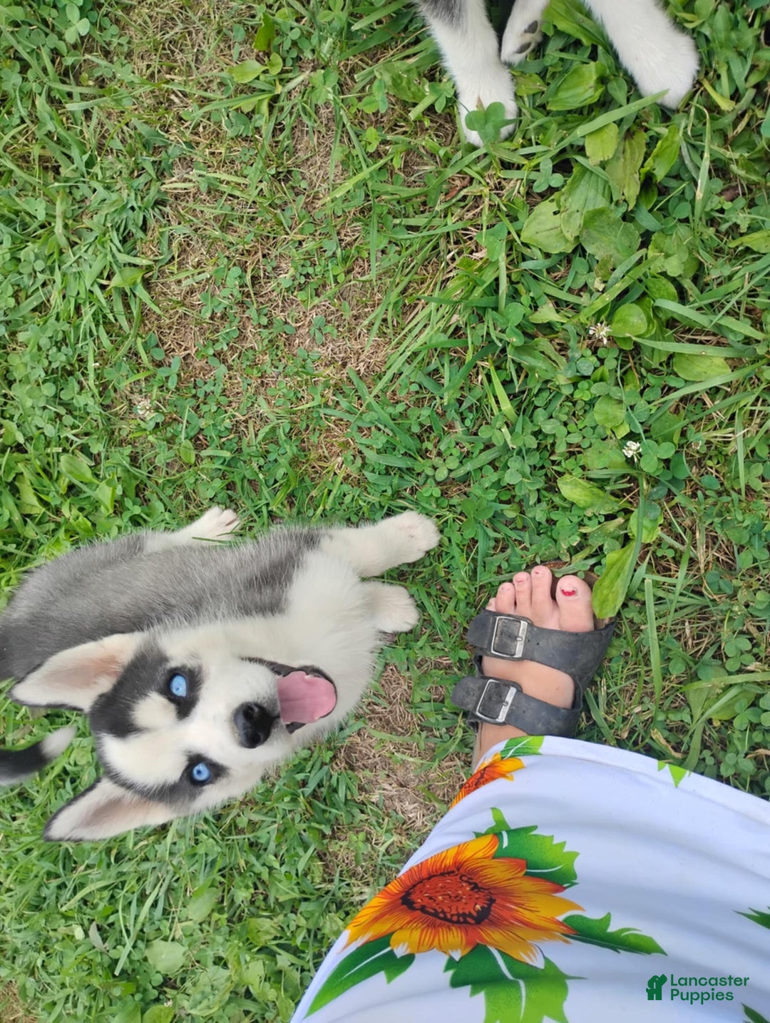 Siberian Husky dogs for sale: Mary - Image 13