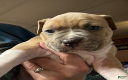 American Pit Bull Terrier dogs for sale: Russ - Image 1