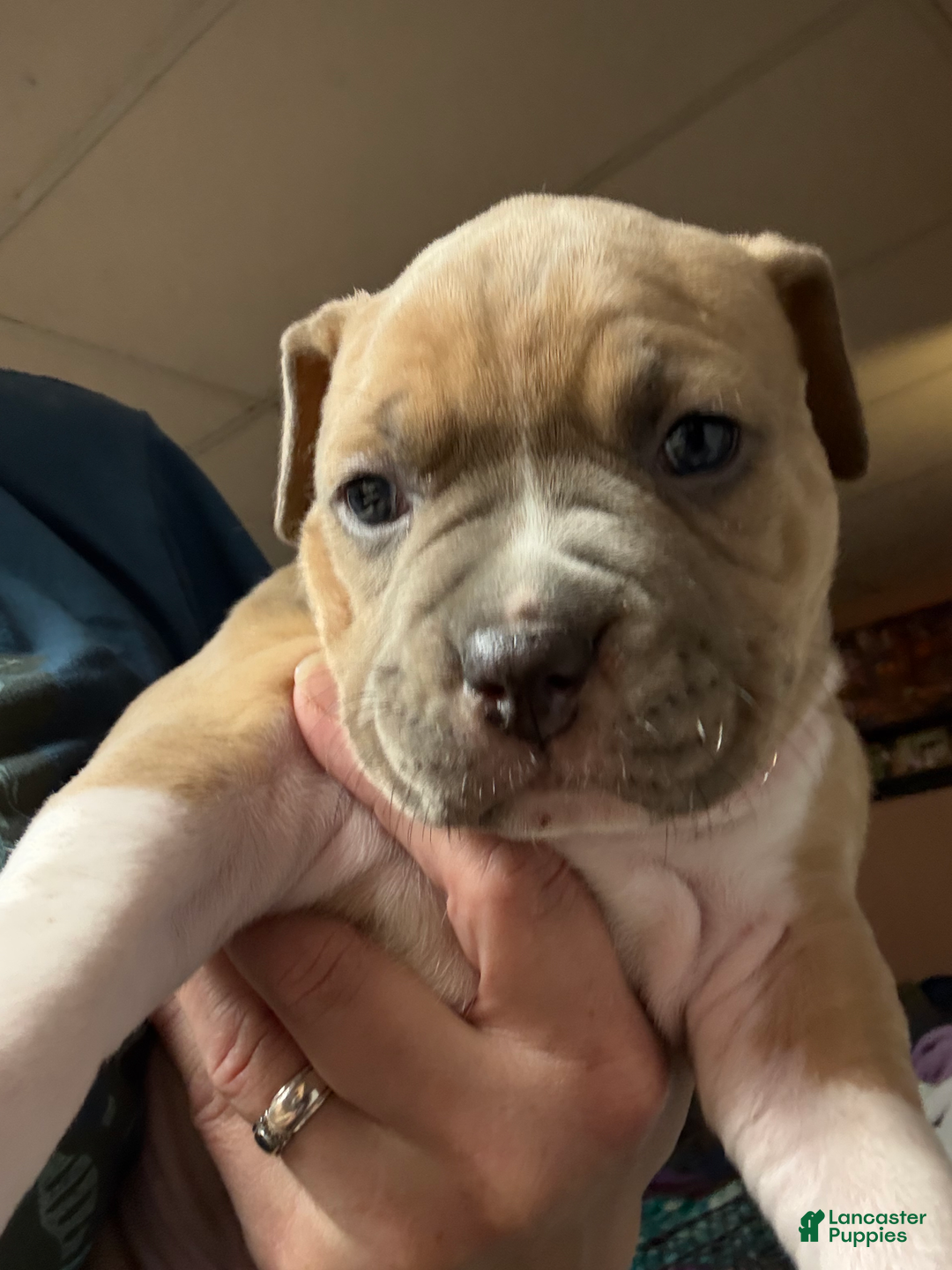 American Pit Bull Terrier dogs for sale: Russ - Image 1
