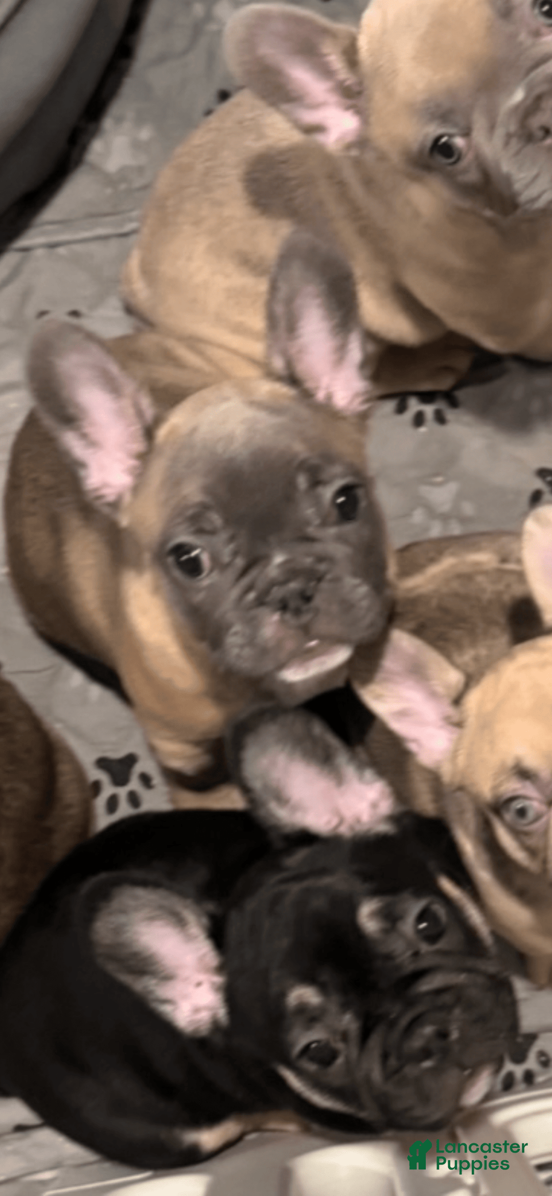 French Bulldog dogs for sale: Zeus - Image 5