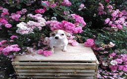 Chihuahua dogs for sale: Nettie - Image 1