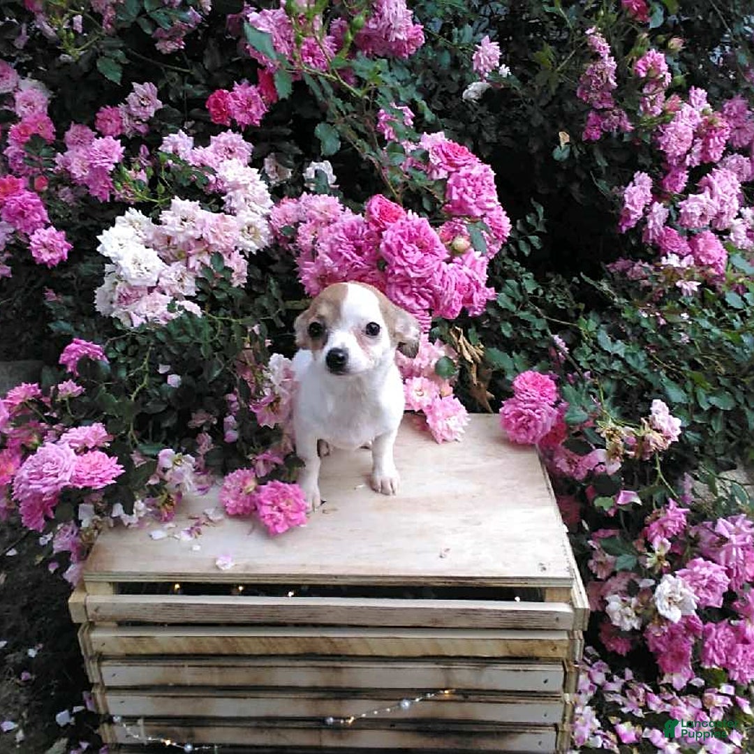 Chihuahua dogs for sale: Nettie - Image 1