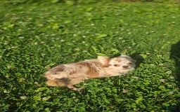 Chihuahua dogs for sale: Rosco - Image 6