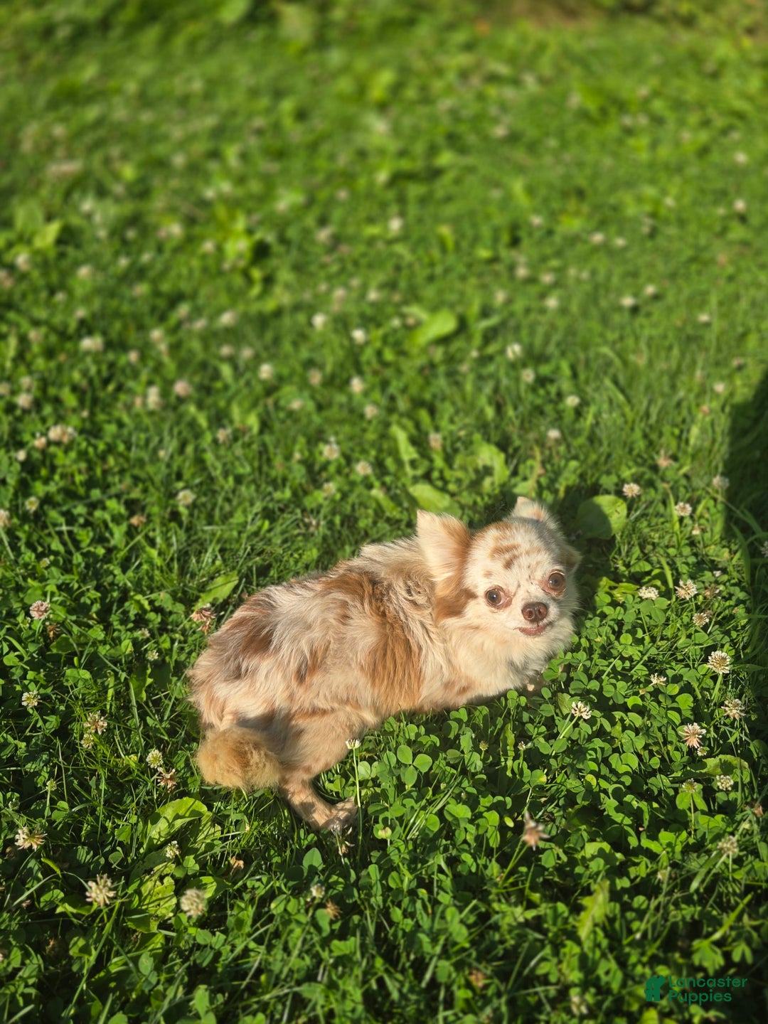 Chihuahua dogs for sale: Rosco - Image 6