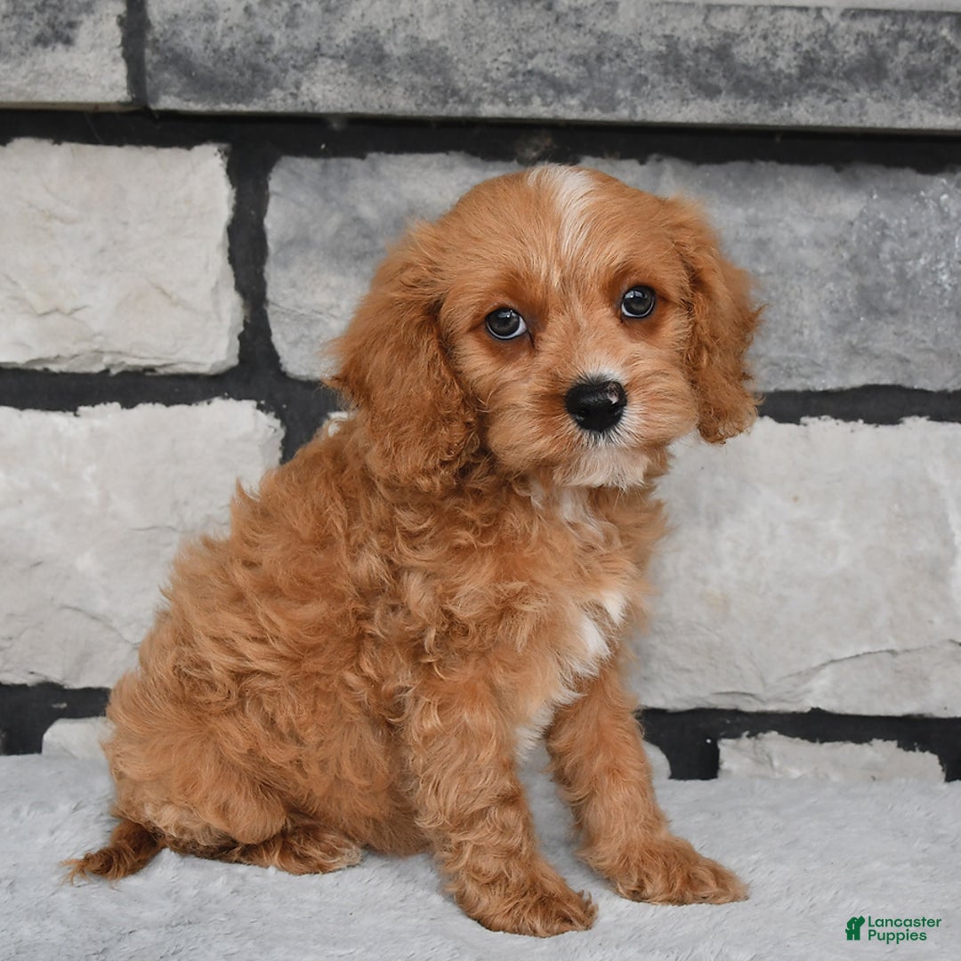 Cavapoo dogs for sale: Benson - Image 4