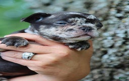 French Bulldog dogs for sale: Hope - Image 6