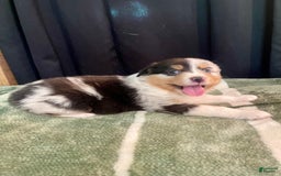 Australian Shepherd dogs for sale: Sailor - Image 4