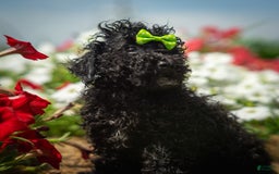 Toy Poodle dogs for sale: Toy Poodle 4 puppies - Image 18