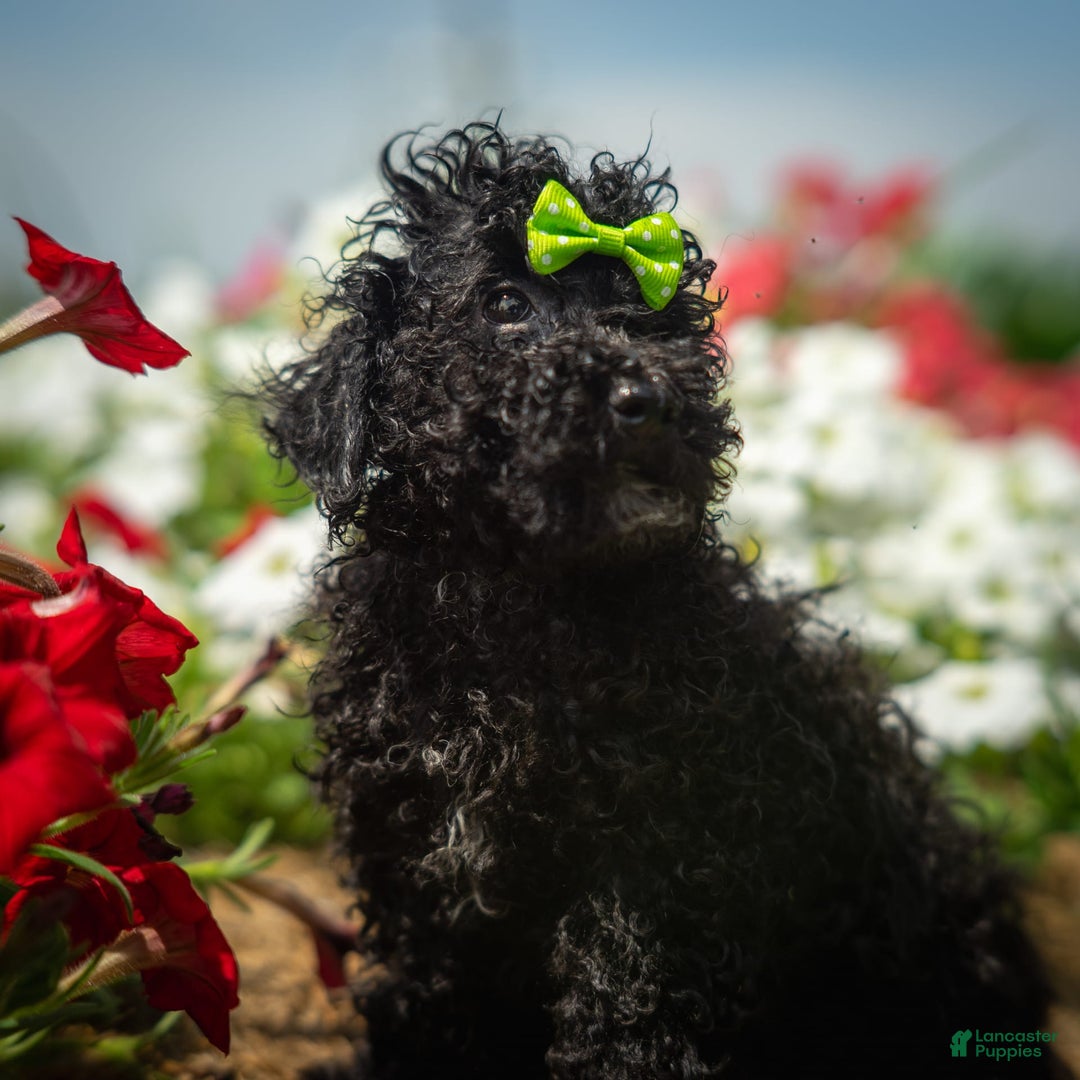 Toy Poodle dogs for sale: Toy Poodle 4 puppies - Image 18