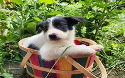 Border Collie dogs for sale: Snowflake - Image 10