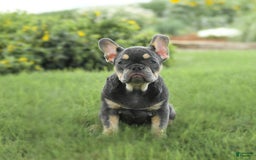 French Bulldog dogs for sale: Zena - Image 5