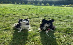 Pomsky dogs for sale: Luffy - Image 21