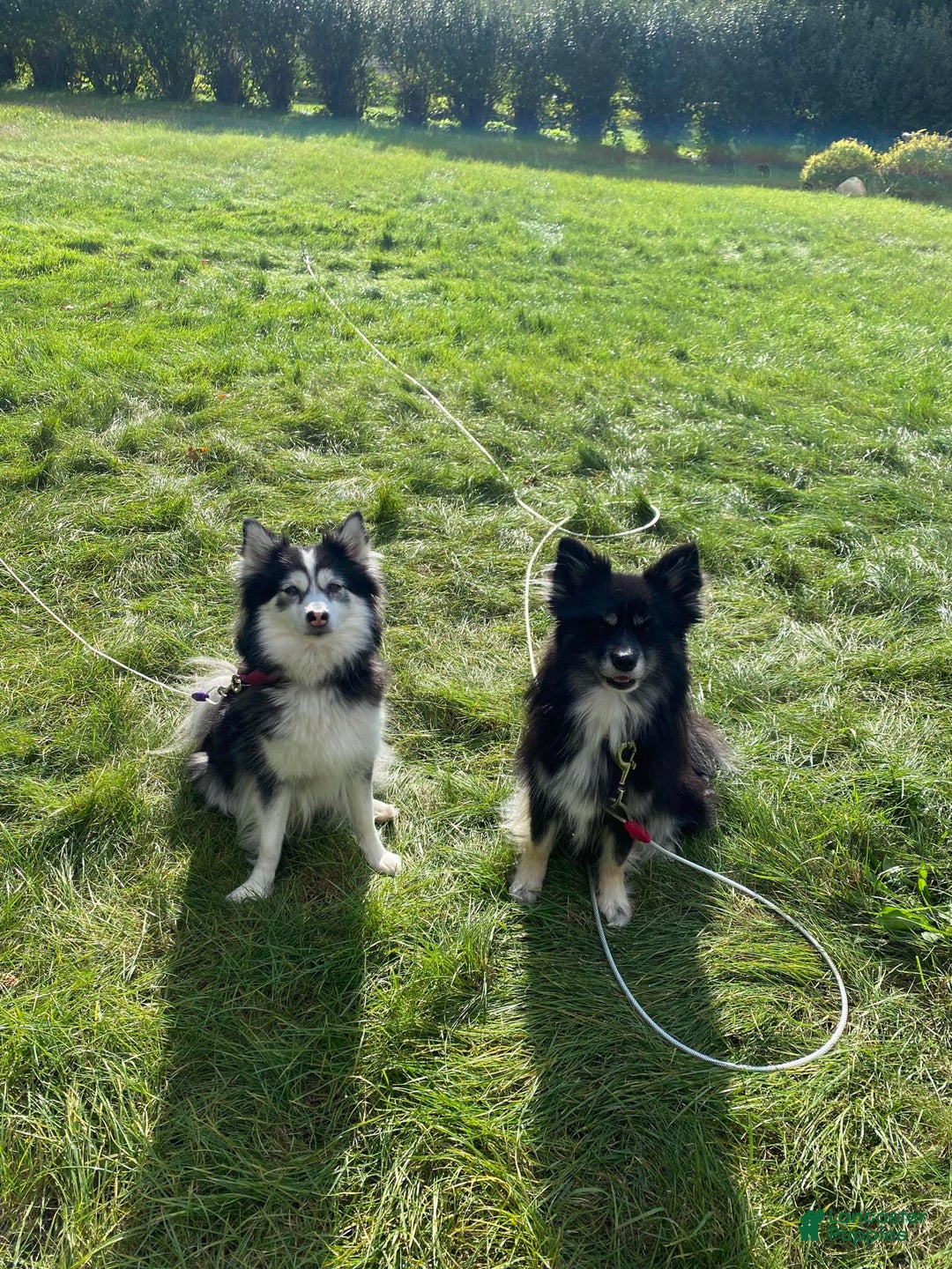 Pomsky dogs for sale: Luffy - Image 21