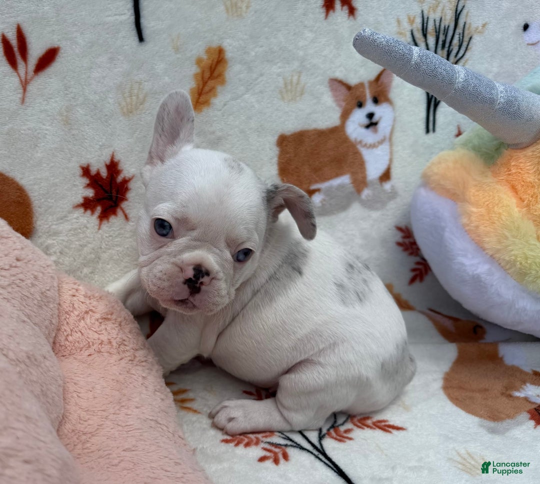 French Bulldog dogs for sale: Bianca - Image 4