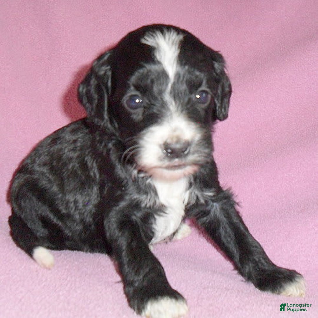 Cockapoo dogs for sale: Roxie - Image 7