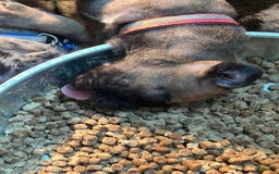 Cane Corso dogs for sale: Mandisa - Image 1