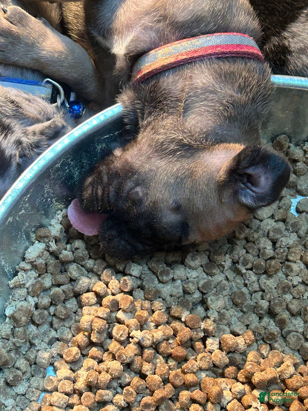 Cane Corso dogs for sale: Mandisa - Image 1