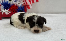 Miniature Schnauzer dogs for sale: Paisley Female 2 Liver Parti - Image 5