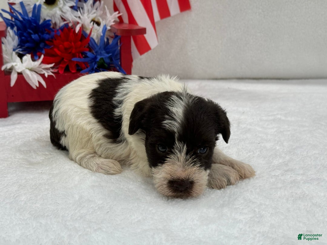 Miniature Schnauzer dogs for sale: Paisley Female 2 Liver Parti - Image 5