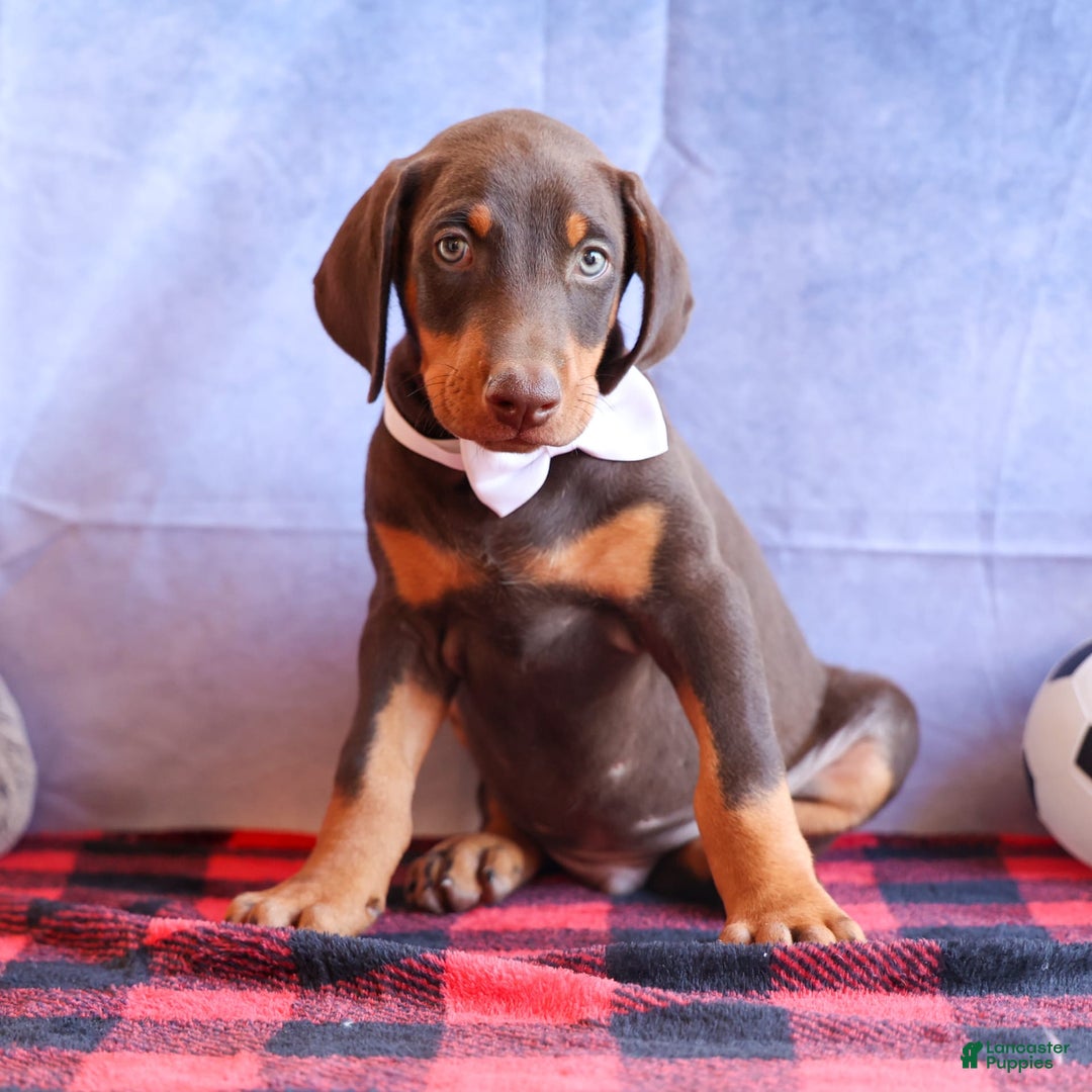 Doberman Pinscher dogs for sale: Dannie - Image 10