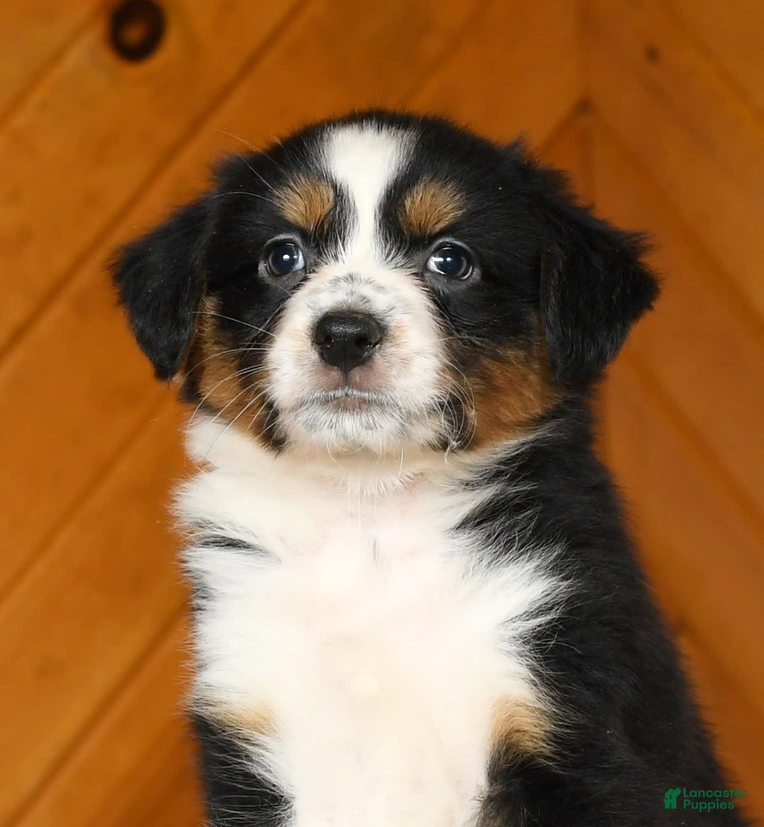 Australian Shepherd dogs for sale: Allie - Image 2
