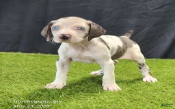 Catahoula Leopard Dog dogs for sale: Diamond 2025 F3 - Image 1