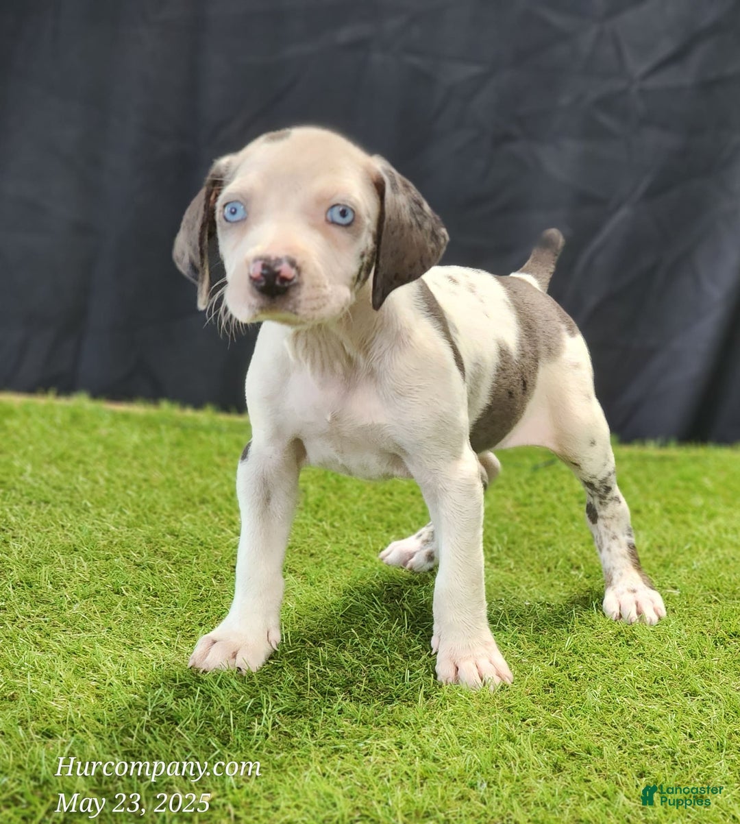 Catahoula Leopard Dog dogs for sale: Diamond 2025 F3 - Image 1