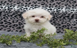 Havanese dogs for sale: Cayden - Image 10