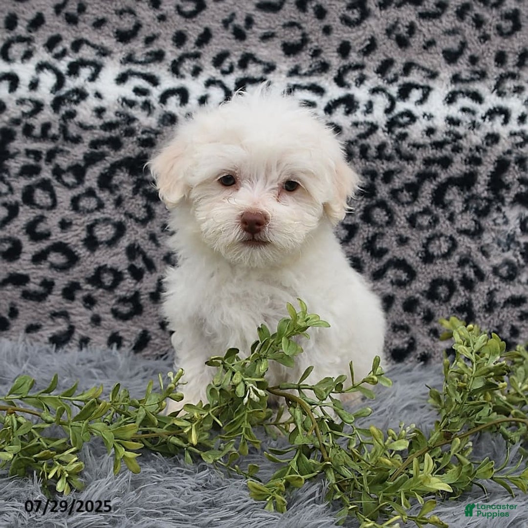 Havanese dogs for sale: Cayden - Image 10