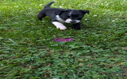 Border Collie dogs for sale: Bb Girl - Image 2