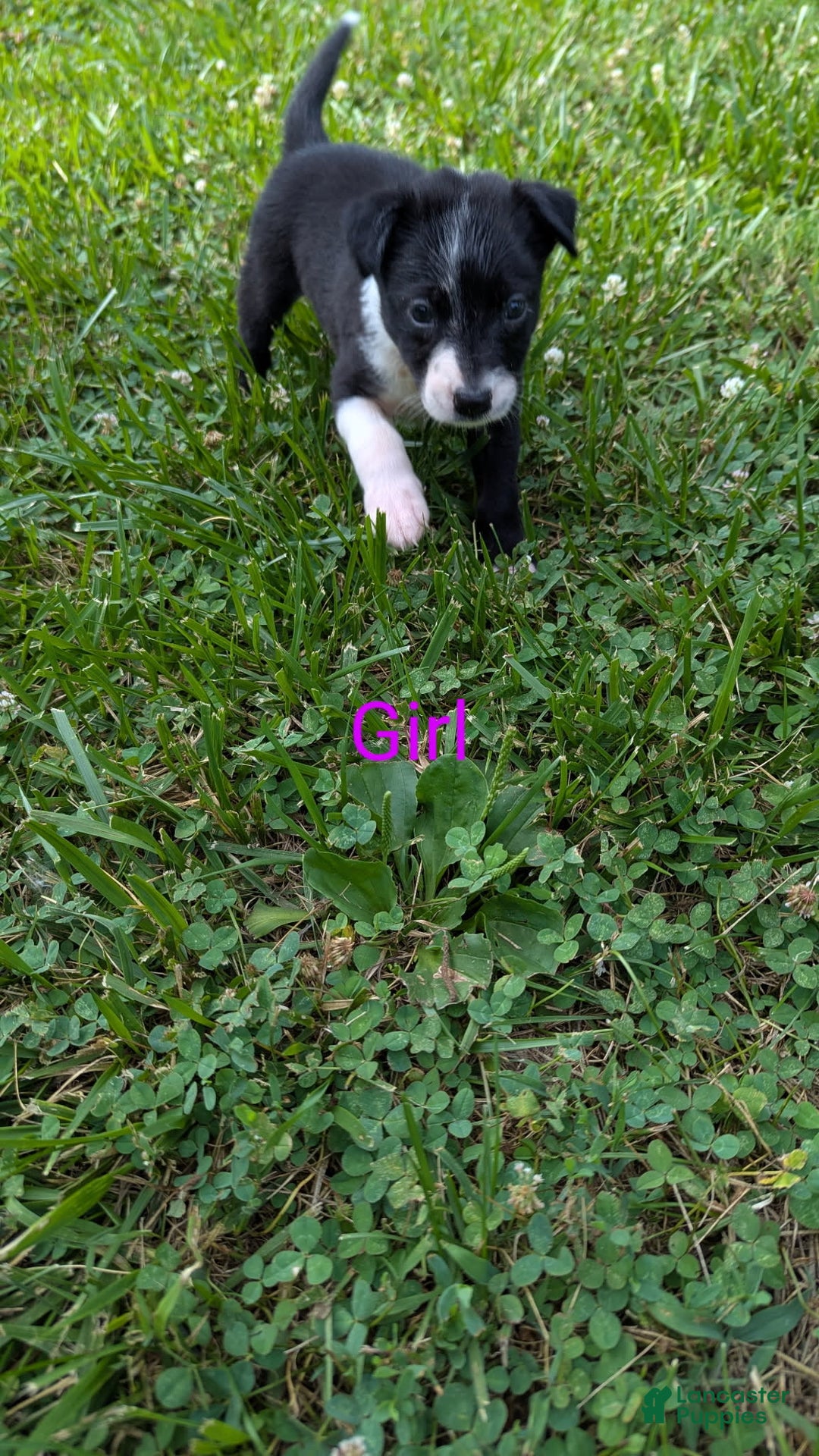 Border Collie dogs for sale: Bb Girl - Image 2