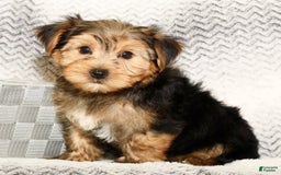 Yorkshire Terrier dogs for sale: Frisky - Image 1