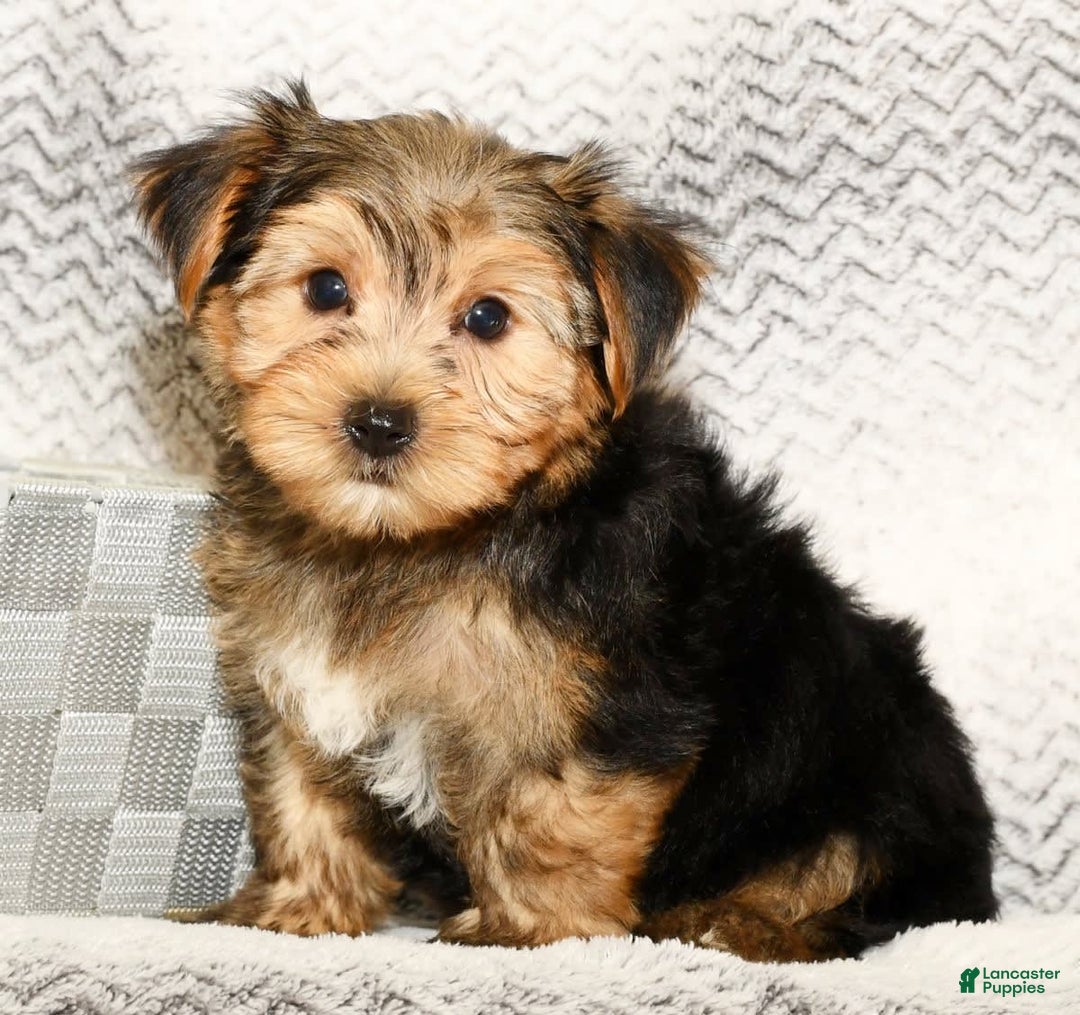 Yorkshire Terrier dogs for sale: Frisky - Image 1