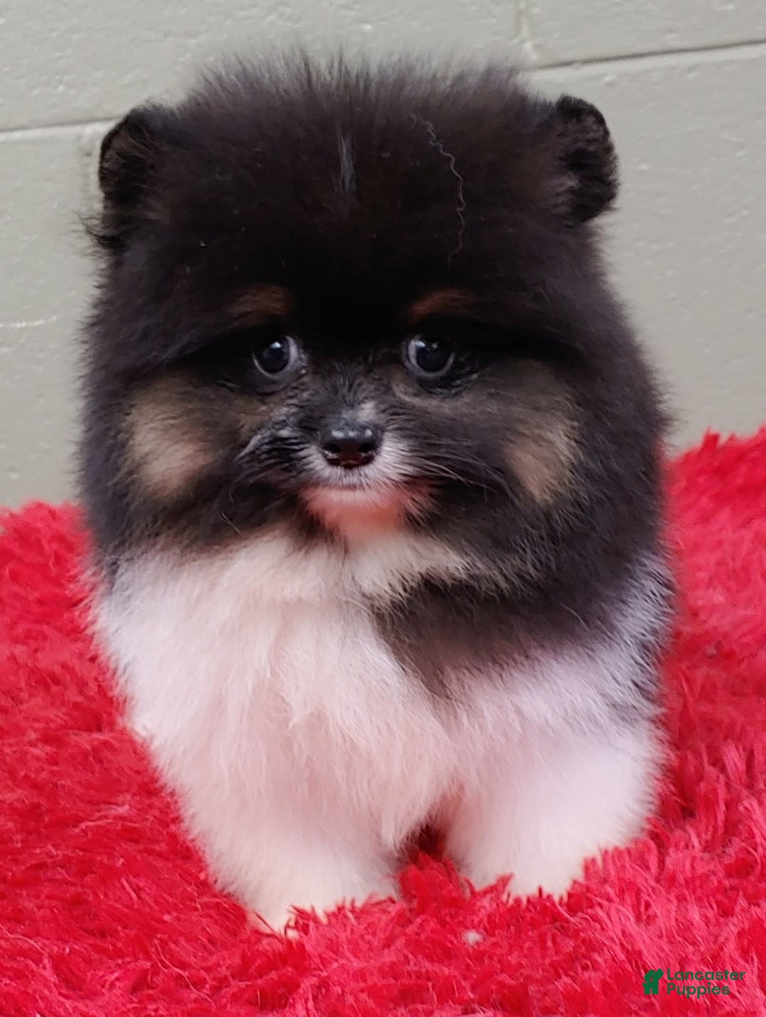 Pomeranian dogs for sale: Flynn - Image 2